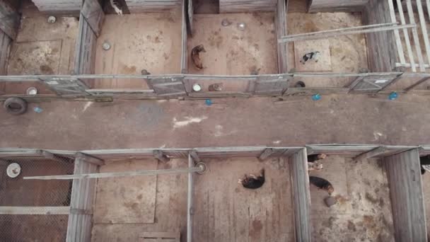 Un refuge pour chiens errants sans abri. Vue aérienne 