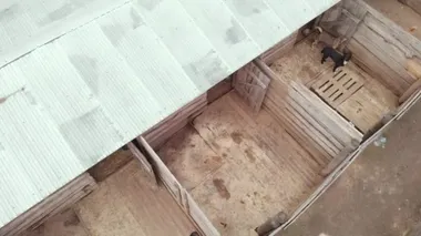Evsiz köpek barınağı. Hava görünümü