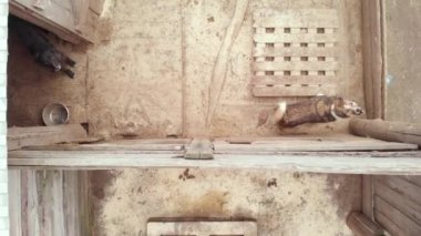 Evsiz köpek barınağı. Hava görünümü