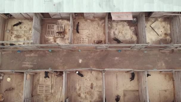 Un refuge pour chiens errants sans abri. Vue aérienne 