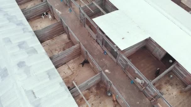 Un refuge pour chiens errants sans abri. Vue aérienne 