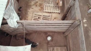 Evsiz köpek barınağı. Hava görünümü
