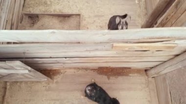 Evsiz köpek barınağı. Hava görünümü
