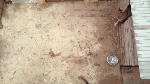 Refugio para perros callejeros sin hogar. Vista aérea — Vídeos de Stock