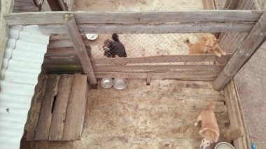Evsiz köpek barınağı. Hava görünümü