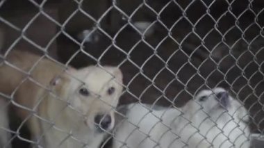 Köpek barınağında evsiz köpekler