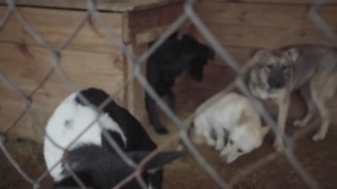 Köpek barınağında evsiz köpekler