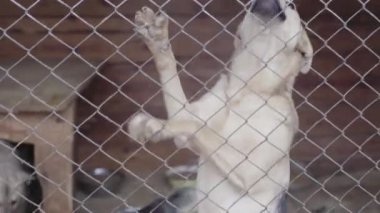 Köpek barınağında evsiz köpekler