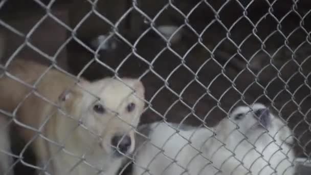 Cães sem-teto em um abrigo para cães — Vídeo de Stock