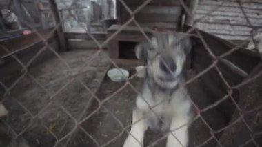 Köpek barınağında evsiz köpekler