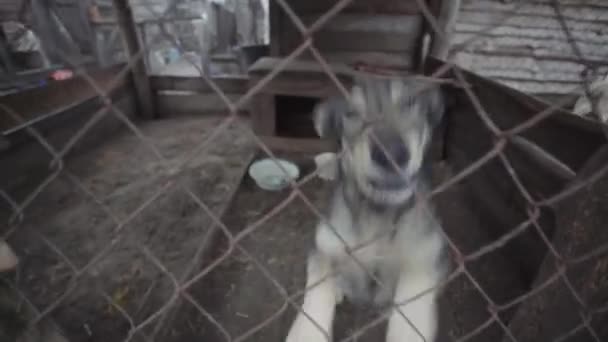 Homeless dogs in a dog shelter — Stock Video