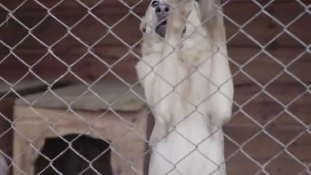 Cães sem-teto em um abrigo para cães — Vídeo de Stock