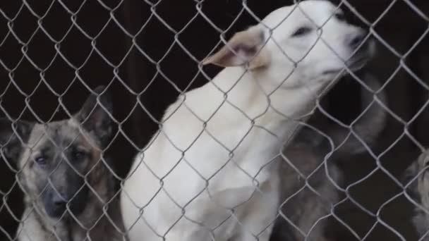 Cães sem-teto em um abrigo para cães — Vídeo de Stock