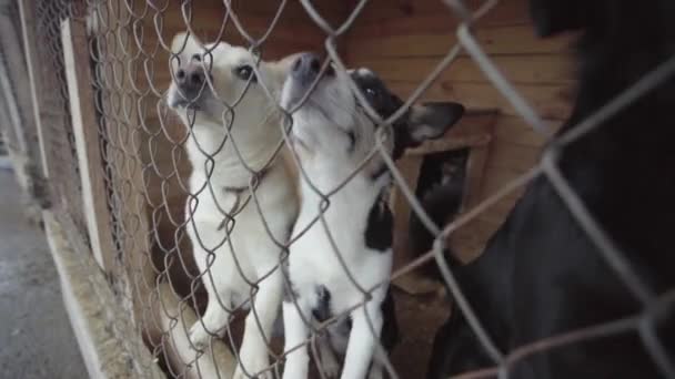 Cães sem-teto em um abrigo para cães — Vídeo de Stock