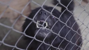 Köpek barınağında evsiz köpekler