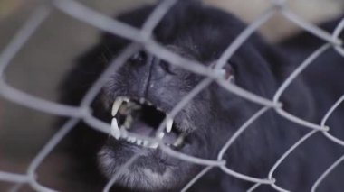 Köpek barınağında evsiz köpekler