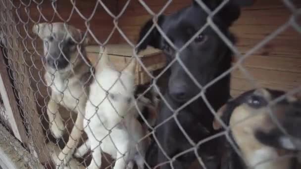 Hajléktalan kutyák egy kutyaólban — Stock videók