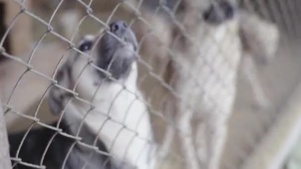 Psi bez domova v psí boudě — Stock video