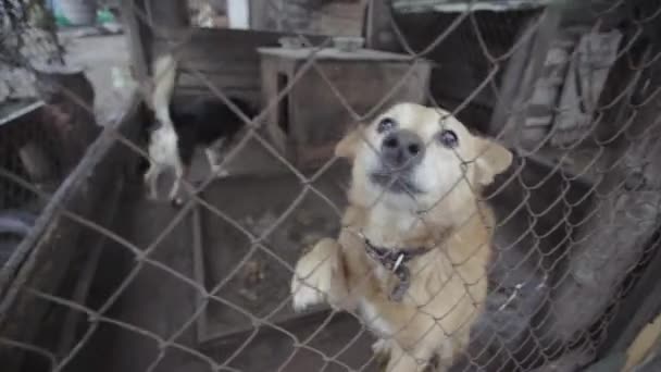 Perros sin hogar en un refugio para perros — Vídeo de stock