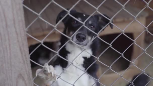 Cães sem-teto em um abrigo para cães — Vídeo de Stock