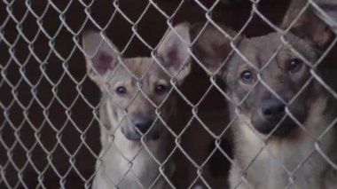 Köpek barınağında evsiz köpekler