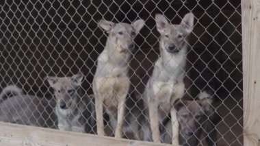 Köpek barınağında evsiz köpekler