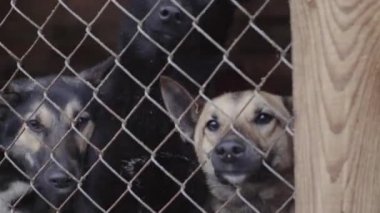 Köpek barınağında evsiz köpekler
