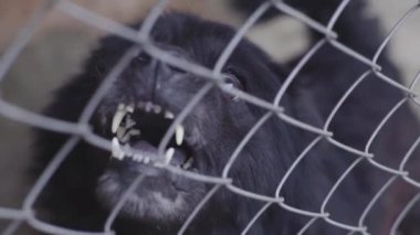 Köpek barınağında evsiz köpekler