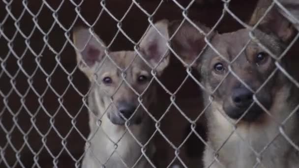 Homeless dogs in a dog shelter — Stock Video