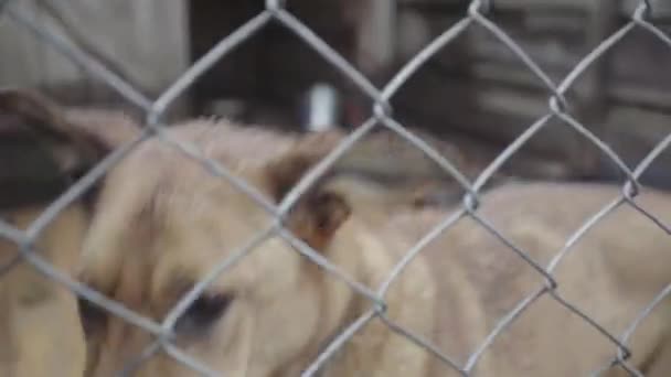 Бездомные собаки в собачьем приюте — стоковое видео