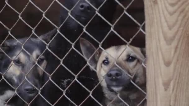 Cães sem-teto em um abrigo para cães — Vídeo de Stock