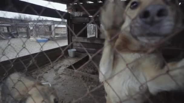 Homeless dogs in a dog shelter — Stock Video