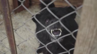 Köpek barınağında evsiz köpekler. Yavaş çekim