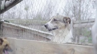 Köpek barınağında evsiz köpekler. Yavaş çekim
