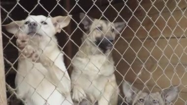 Köpek barınağında evsiz köpekler. Yavaş çekim