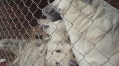 Köpek barınağında evsiz köpekler. Yavaş çekim