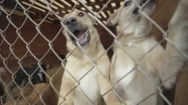 Köpek barınağında evsiz köpekler. Yavaş çekim