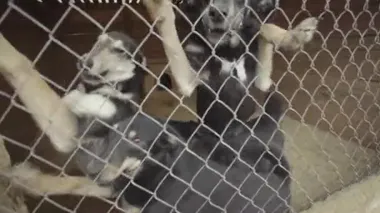 Köpek barınağında evsiz köpekler. Yavaş çekim
