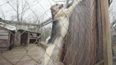 Köpek barınağında evsiz köpekler. Yavaş çekim