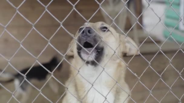 Perros sin hogar en un refugio para perros. Movimiento lento — Vídeo de stock