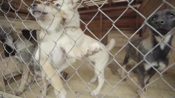 Cães sem abrigo num abrigo para cães. Movimento lento — Vídeo de Stock