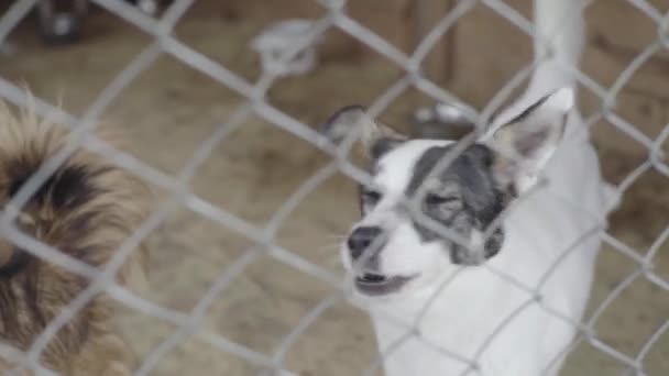 Hajléktalan kutyák egy kutyamenhelyen. Lassú mozgás. — Stock videók