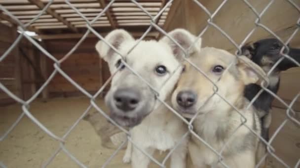 Dakloze honden in een hondenasiel. Langzame beweging — Stockvideo