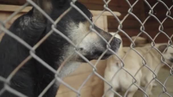 Homeless dogs in a dog shelter. Slow motion — Stock Video