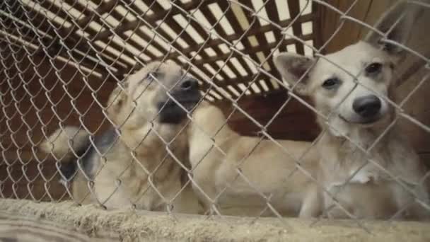 无家可归的狗在狗窝里慢动作 — 图库视频影像