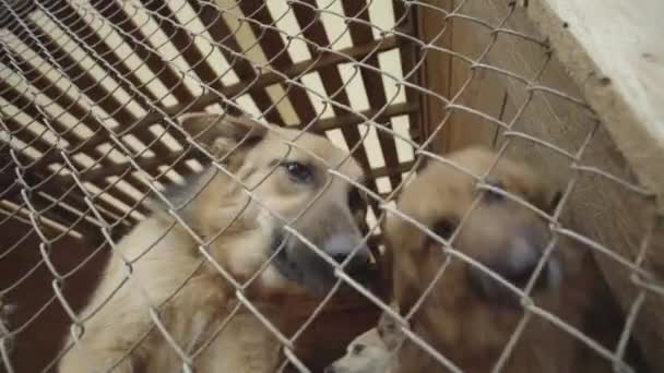 Chiens sans abri dans un refuge pour chiens. Mouvement lent — Video