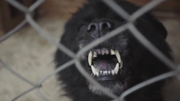 Dakloze honden in een hondenasiel. Langzame beweging — Stockvideo