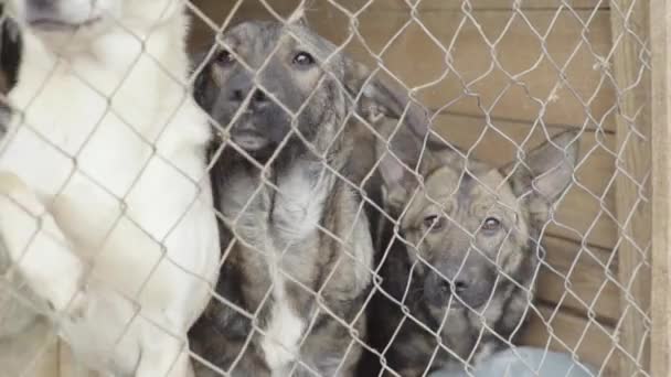 Cães sem abrigo num abrigo para cães. Movimento lento — Vídeo de Stock