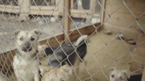 Бездомные собаки в собачьем приюте. Медленное движение — стоковое видео