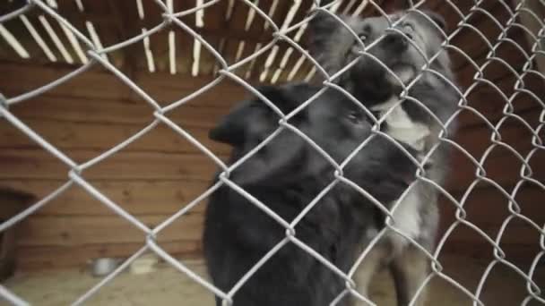 Hemlösa hundar i hundens härbärge. Långsamma rörelser — Stockvideo
